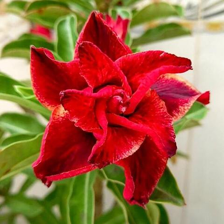 Адениум KANG HANRAK