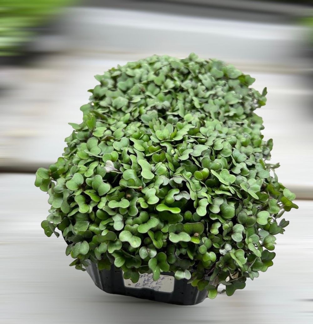 Капуста краснокочанная