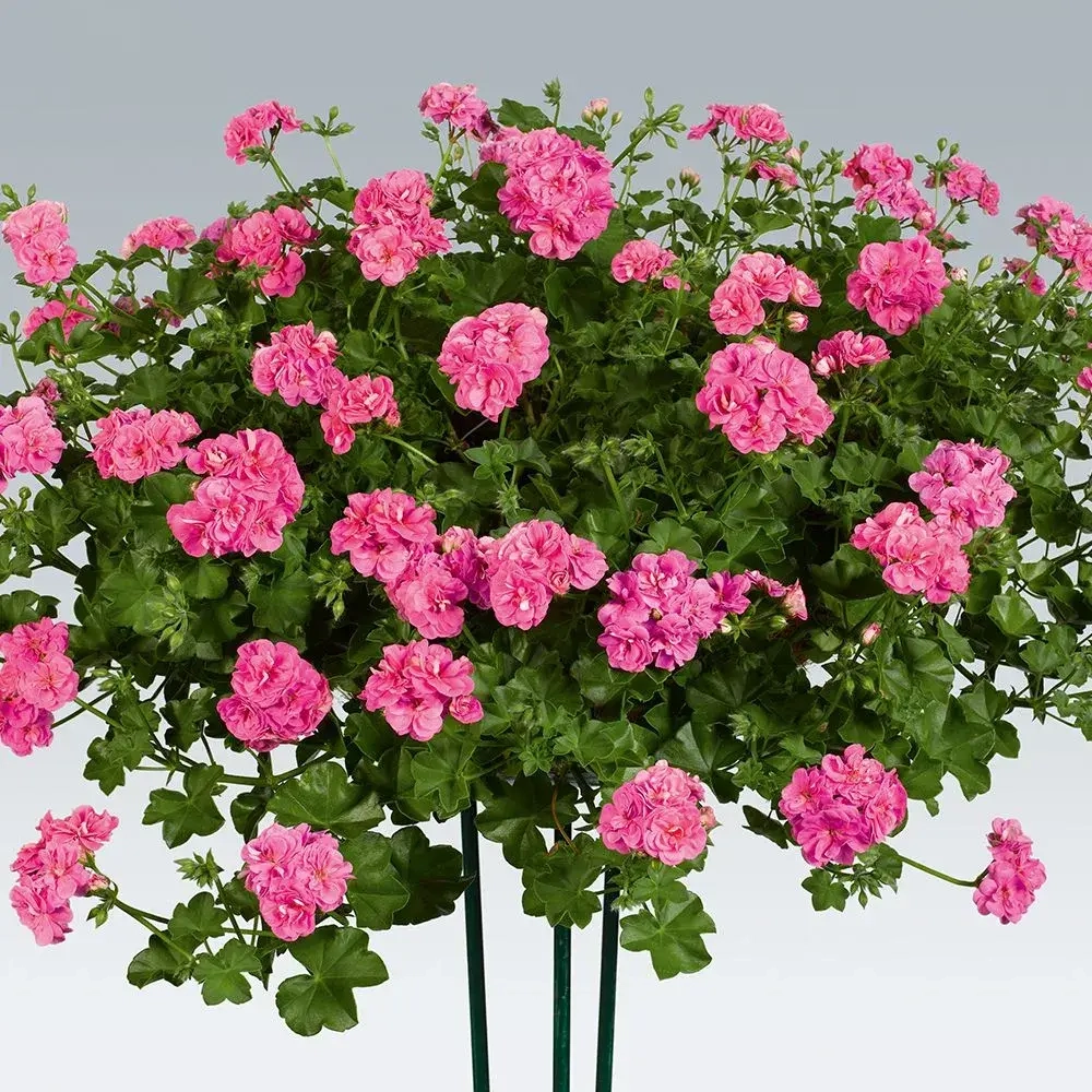 Пеларгония плющелистная PAC Pink Sybil