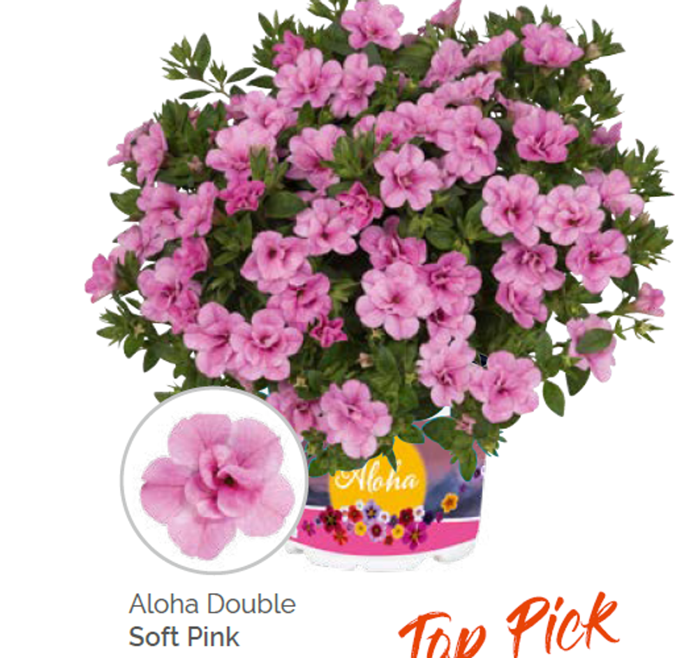 ЕВРО Калибрахоа Aloha double soft pink укорененный черенок ОКС