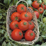 Полбиг F1 семена томата детерминантного (Bejo / Бейо)