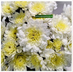 черенки белой хризантемы мультифлора