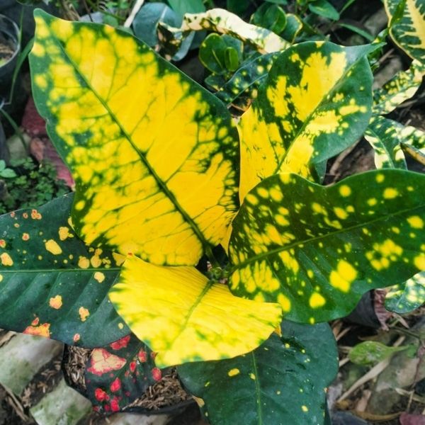 Небольшое добавление в предзаказ кротонов из Индонезии Небольшое добавление в предзаказ кротонов из Индонезии