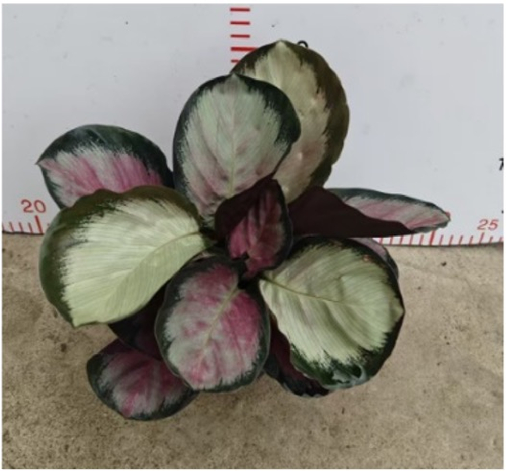 Калатея Rose Red д.11