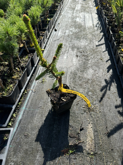 Ель обыкновенная Инверса Р9 10-15см Закупка М62 апрель-май 2026