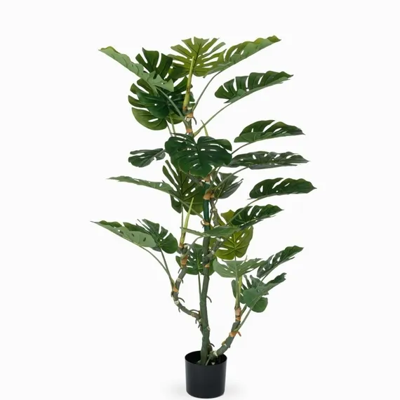 Монстера высота 155 см