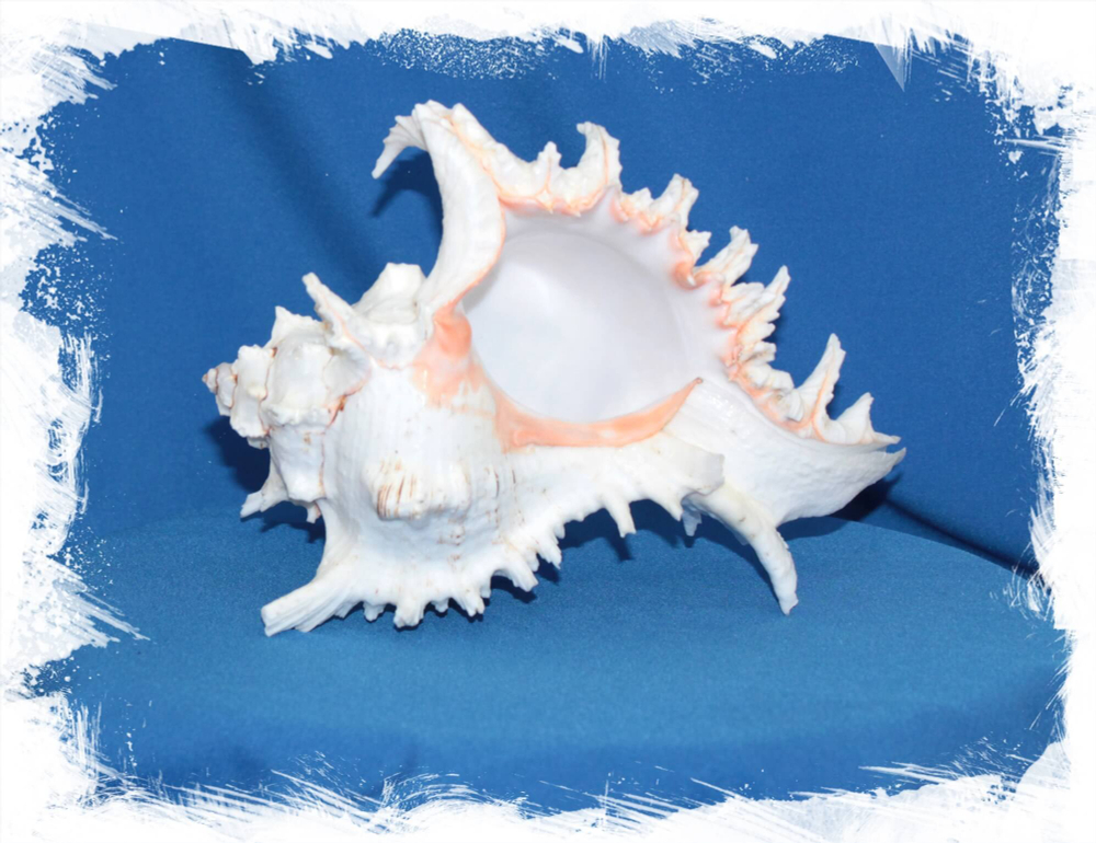 Ракушка Мурекс Ветвистый