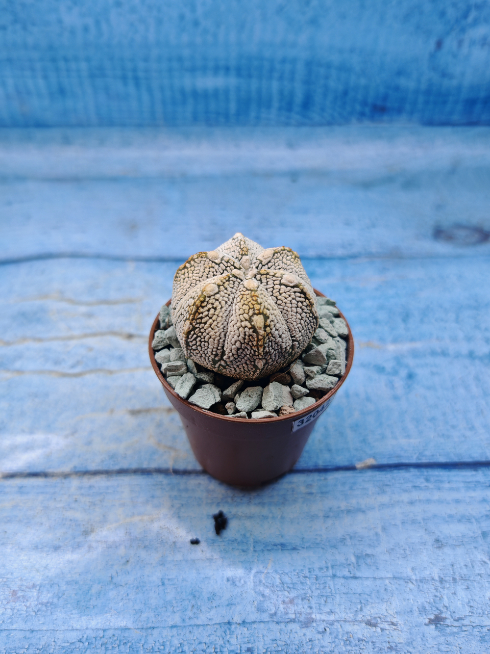 Astrophytum Asterias "Super Kabuto" (Астрофитум)
