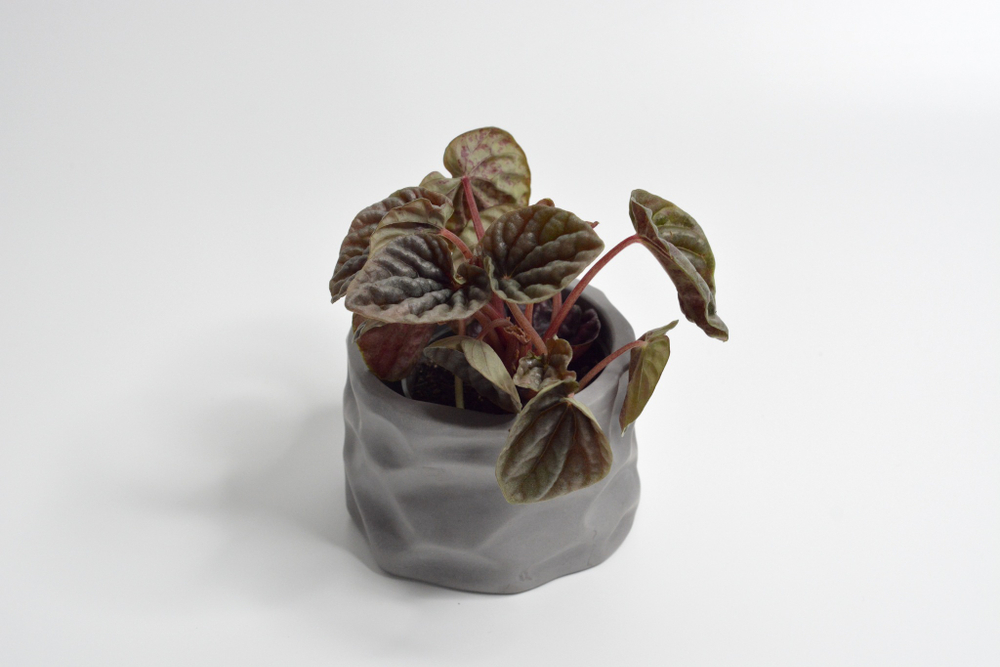 Пеперомия Ред Луна / Peperomia Red Luna