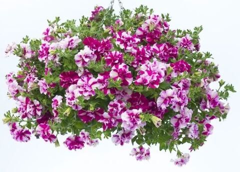 Петуния Tumbelina Rosy Ripple