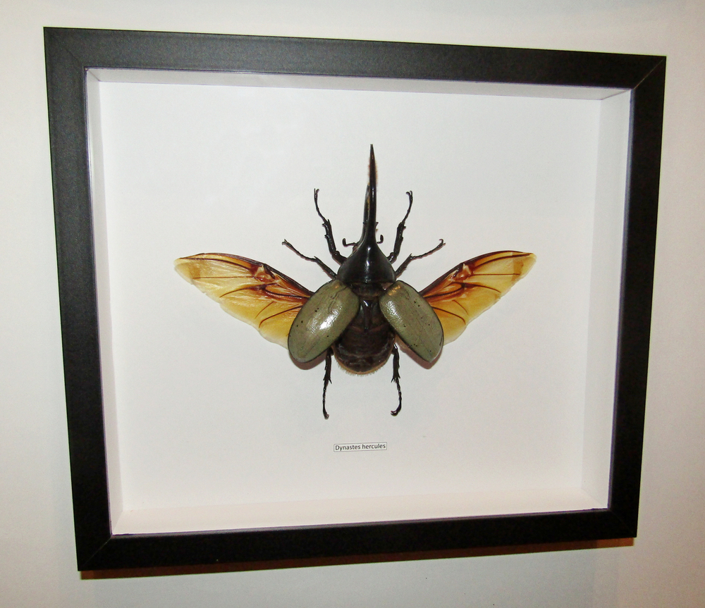 Жук Dynastes hercules 120 мм в рамке