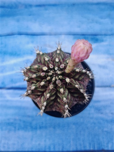 Gymnocalycium T-Rex Pink hybrid (Гимнокалициум T-rex)