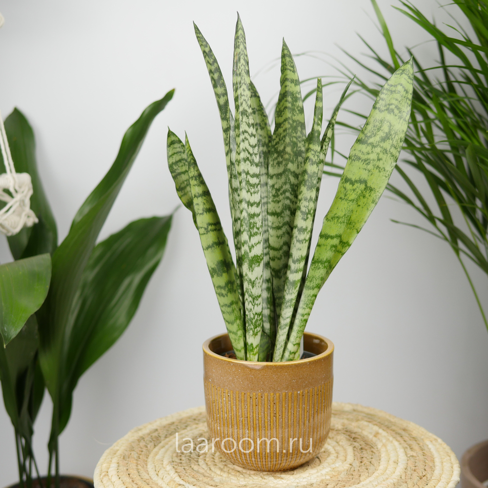 Сансевиерия Зейланика 12/40