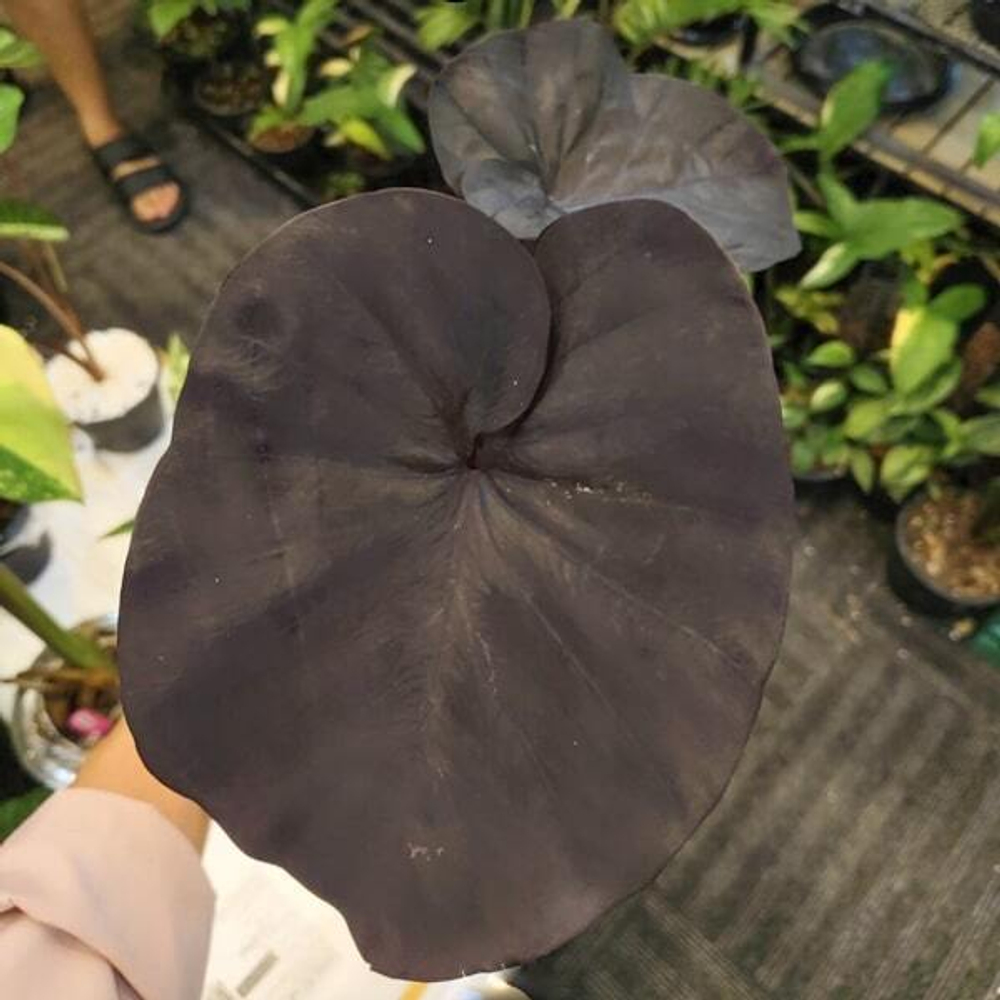 Алоказия BEGONIA