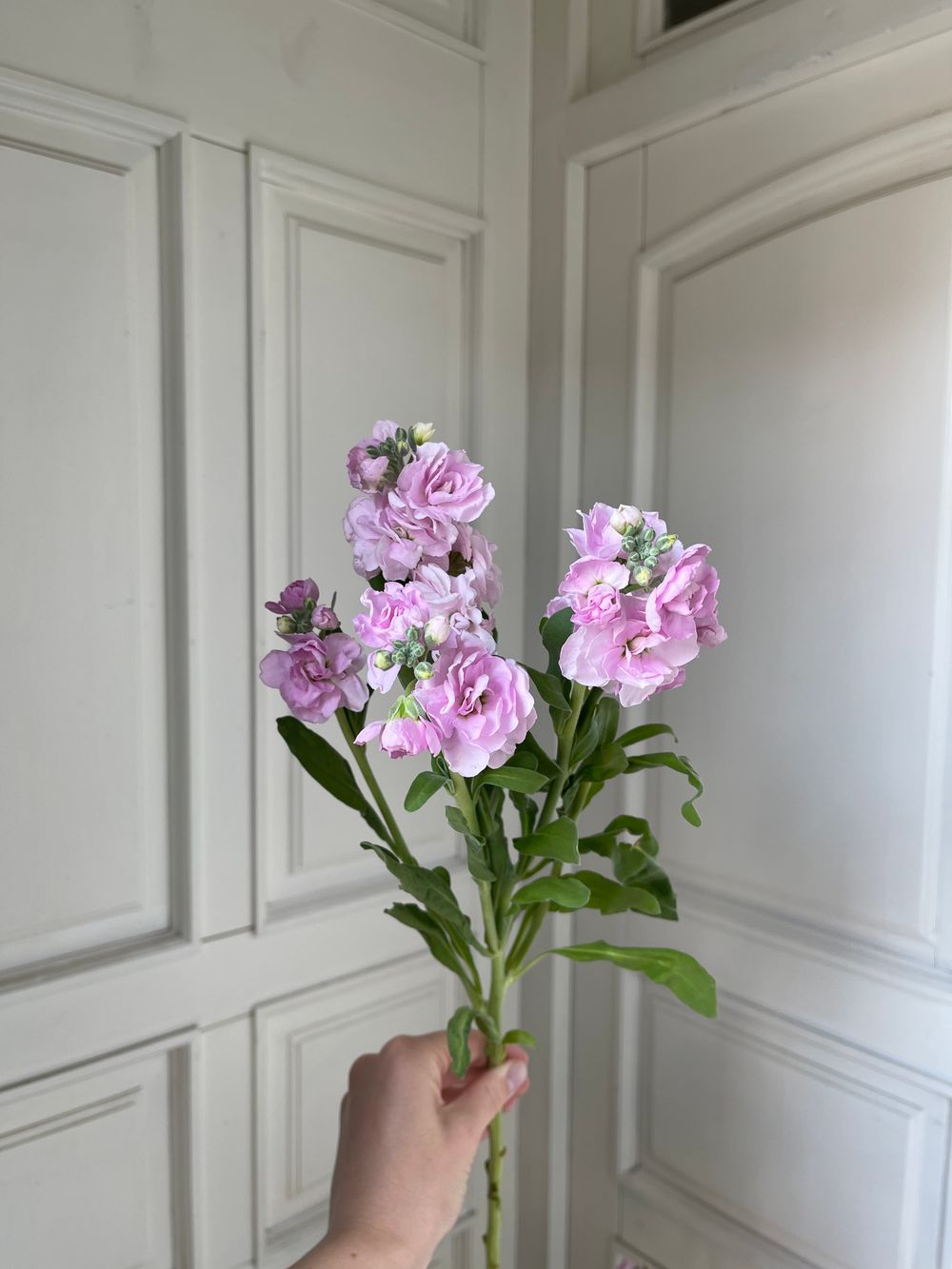 Маттиола кустовая в розовом оттенке