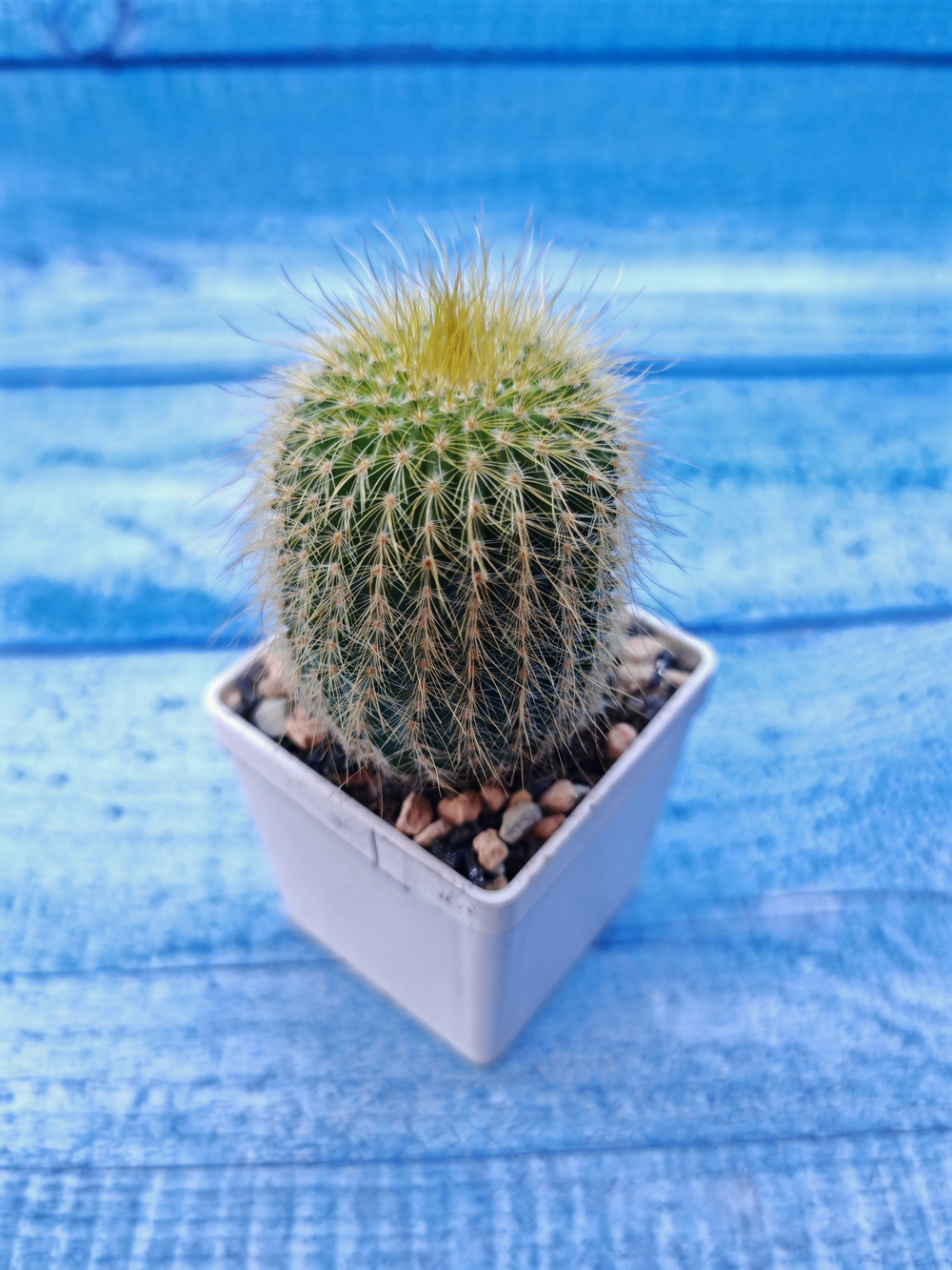 Notocactus Leninghausii Inermis (Нотокактус)
