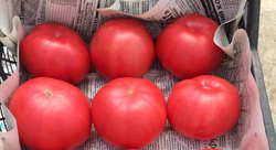 Томат Мей Шуай F1 (50шт) Витагрин Профи