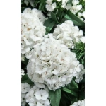 Семена Гвоздика турецкая Белая Королева (УД) Е/П