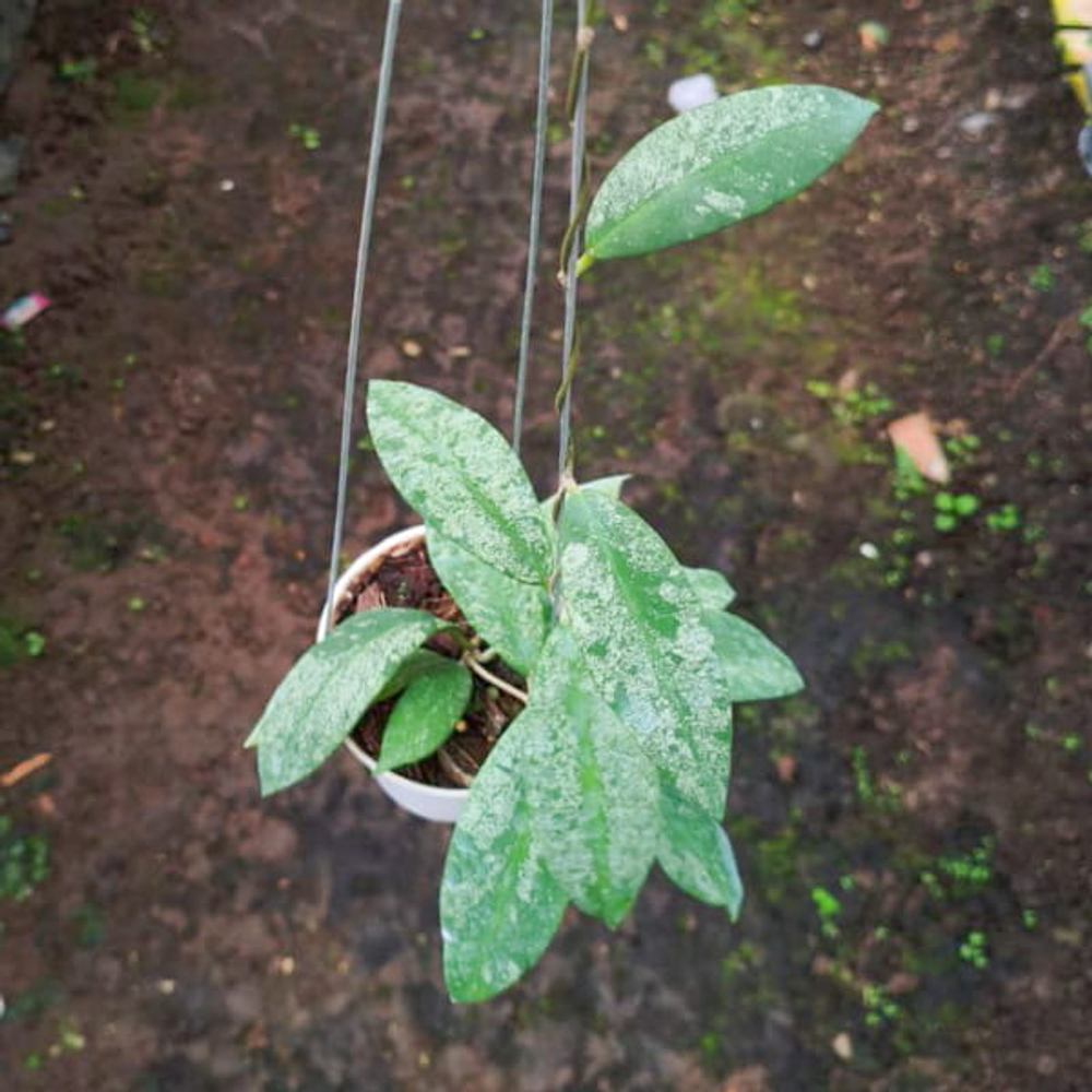 Хойя SCORTECHINII SILVER