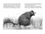 Кот-ворюга. Рассказы и сказки