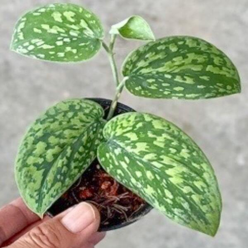 Сциндапсус N2