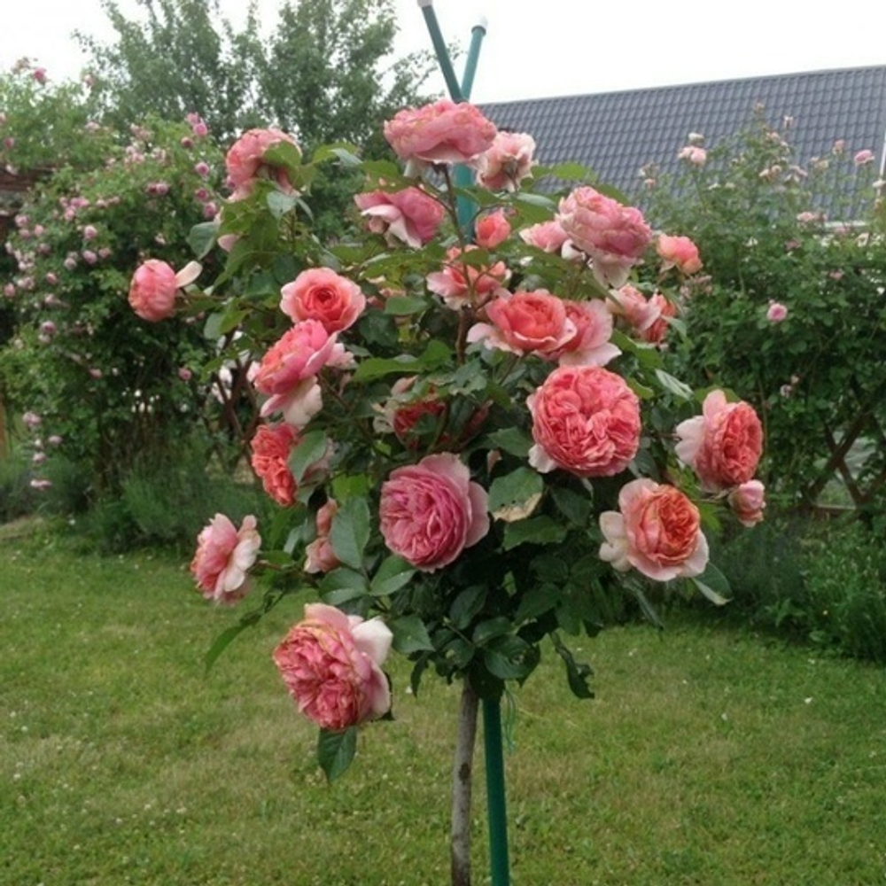 Роза на Штамбе Чиппедей