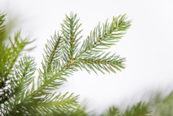 Ель 120см Black Box Датская зеленая