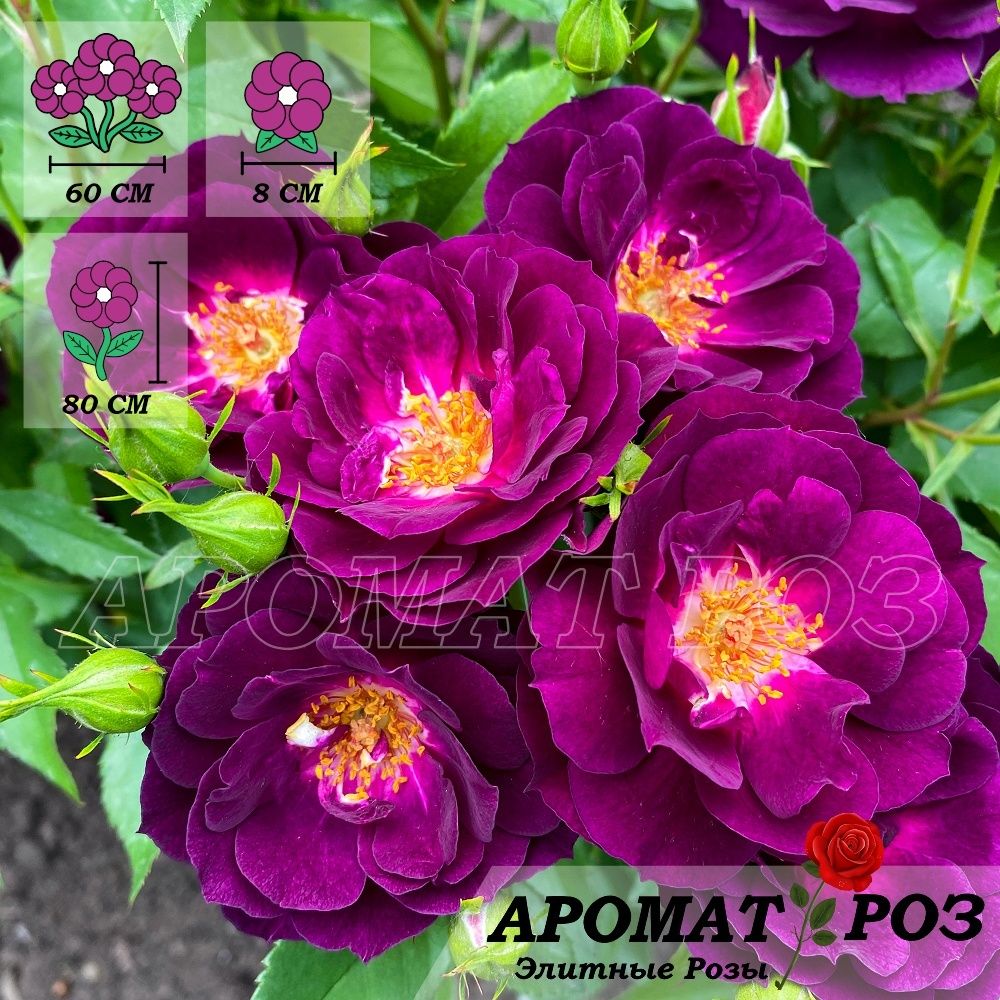 Миднайт Блю (Midnight Blue)