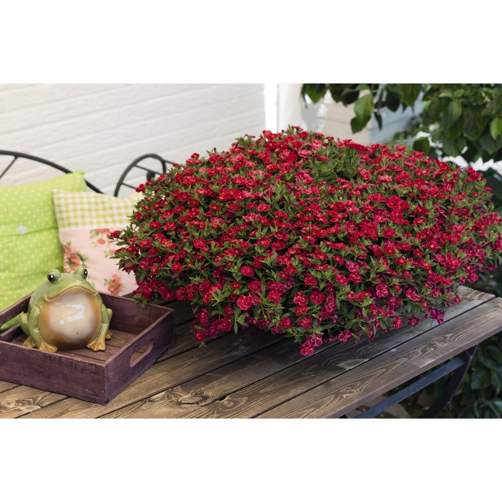 К5 Калибрахоа Аloha double cherry red