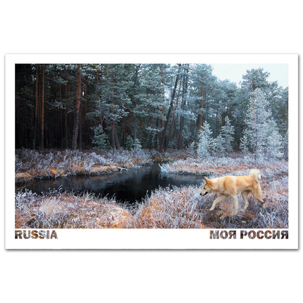 Серебряное утро в югорской тайге на заимке Озерная, ХМАО