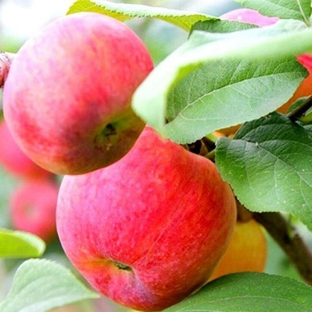 Яблоня зимняя Краса Свердловска