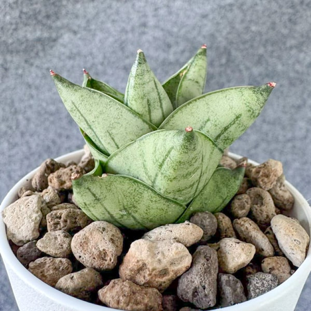 Сансевиерия DURIAN 2