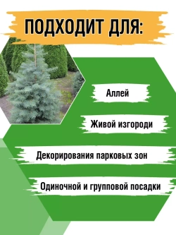 Саженец Пихта одноцветная Конколор