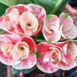 Эуфорбия Миля HYDRANGEA