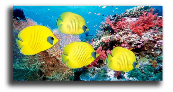 Постер "Веерные Горгонарии"