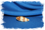 Коллекционная морская ракушка Conus mitratus, Конус митратус