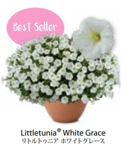 ЕВРО Petunia Littletunia White Grace укорененный черенок середина декабря 25