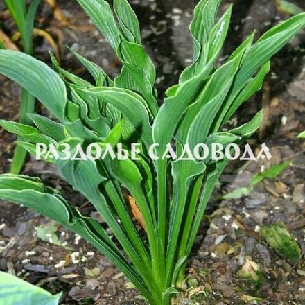 Хоста Прайинг Хэндс (горшок 3л)