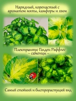 Плектрантус Голден Руффлос вариегатный