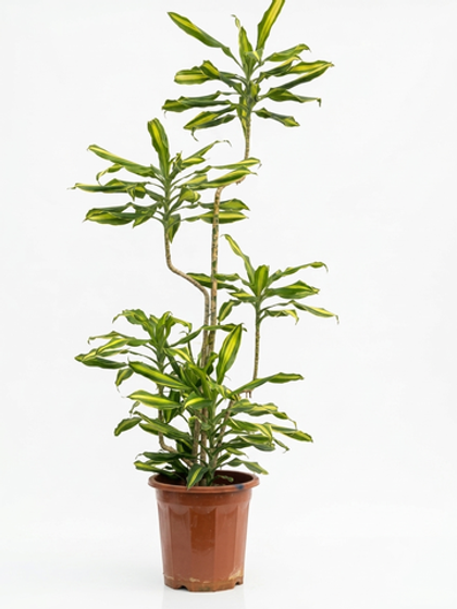 Драцена fragrans var д. 23