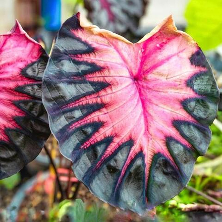 Колоказия VENUS