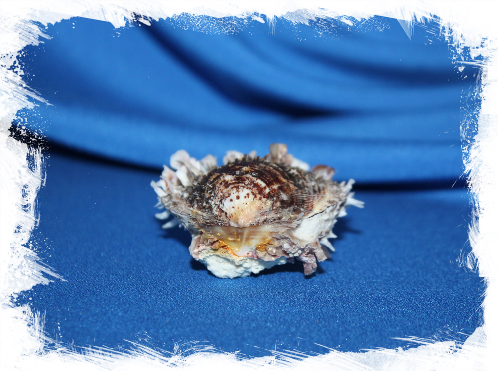 Spondylus sinensis, Китайский спондилус, Спондилус синенсис