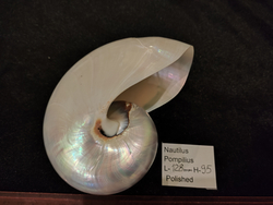 Наутилус Помпилиус "90-130мм" полирован