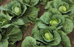 Капуста б/к Грин Флэш F1 10шт ВитаГрин ЭКСТРА