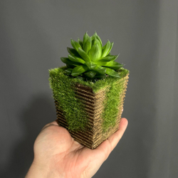 Хавортия (Haworthia limifolia)