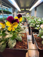 Фитолампа для растений линейная VA-3 120 см, 30Вт