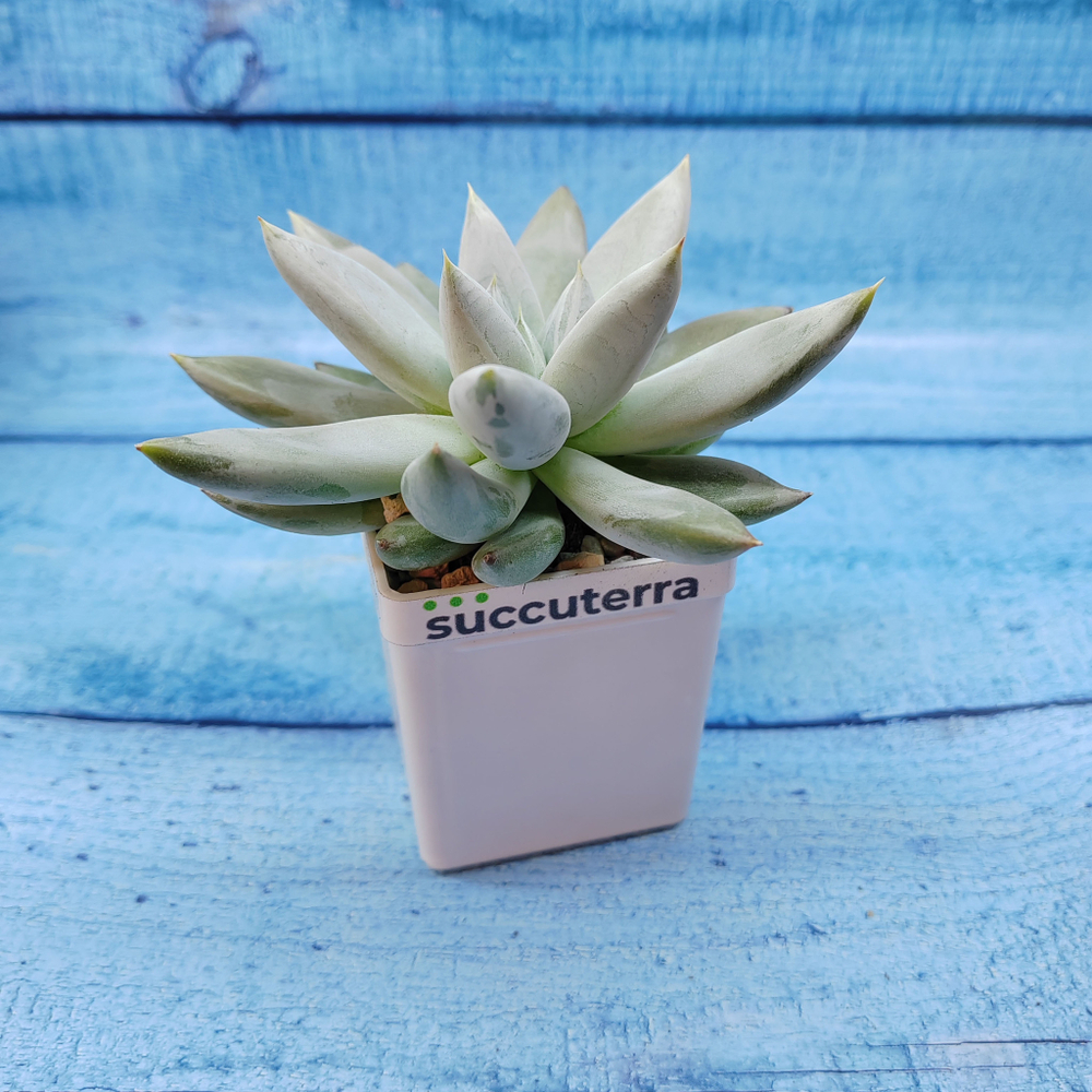 Echeveria Tolimanensis (Эхеверия)