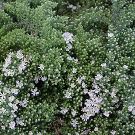 Астра вересковидная "Snow Flurry". Aster ericoides "Snow Flurry".