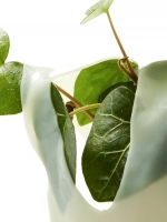 Anua Успокаивающая гидрогелевая маска с экстрактом хауттюйнии и коллагеном Heartleaf 70 Soothing Collagen Mask 38 гр