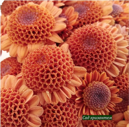 Хризантема кустовая Рыжик мин /к.40/поставка весна 2026г/